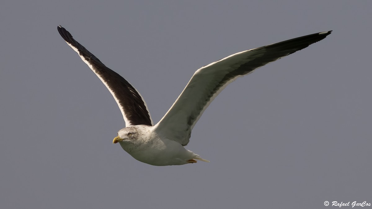 Lesser Black-backed Gull - ML643533670
