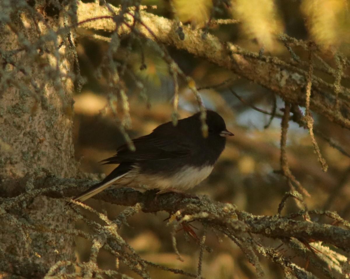Dark-eyed Junco - ML643533674
