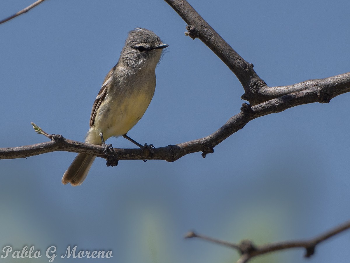 Straneck's Tyrannulet - ML643533675