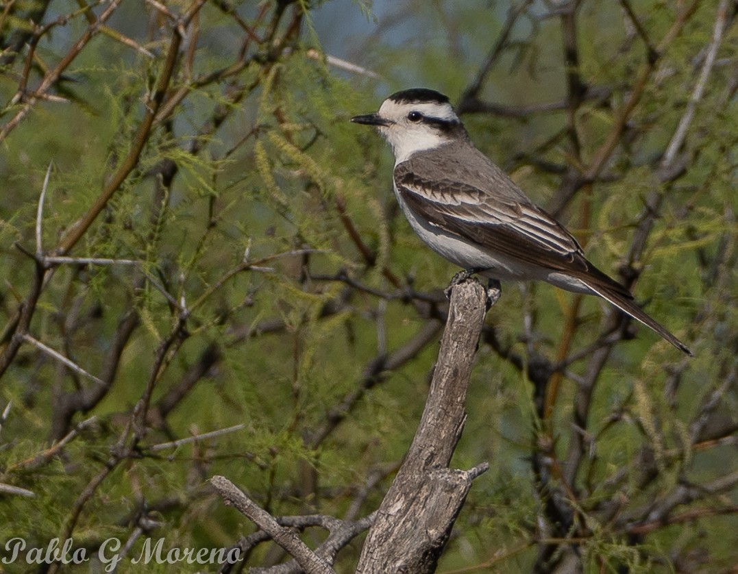 Black-crowned Monjita - ML643533679