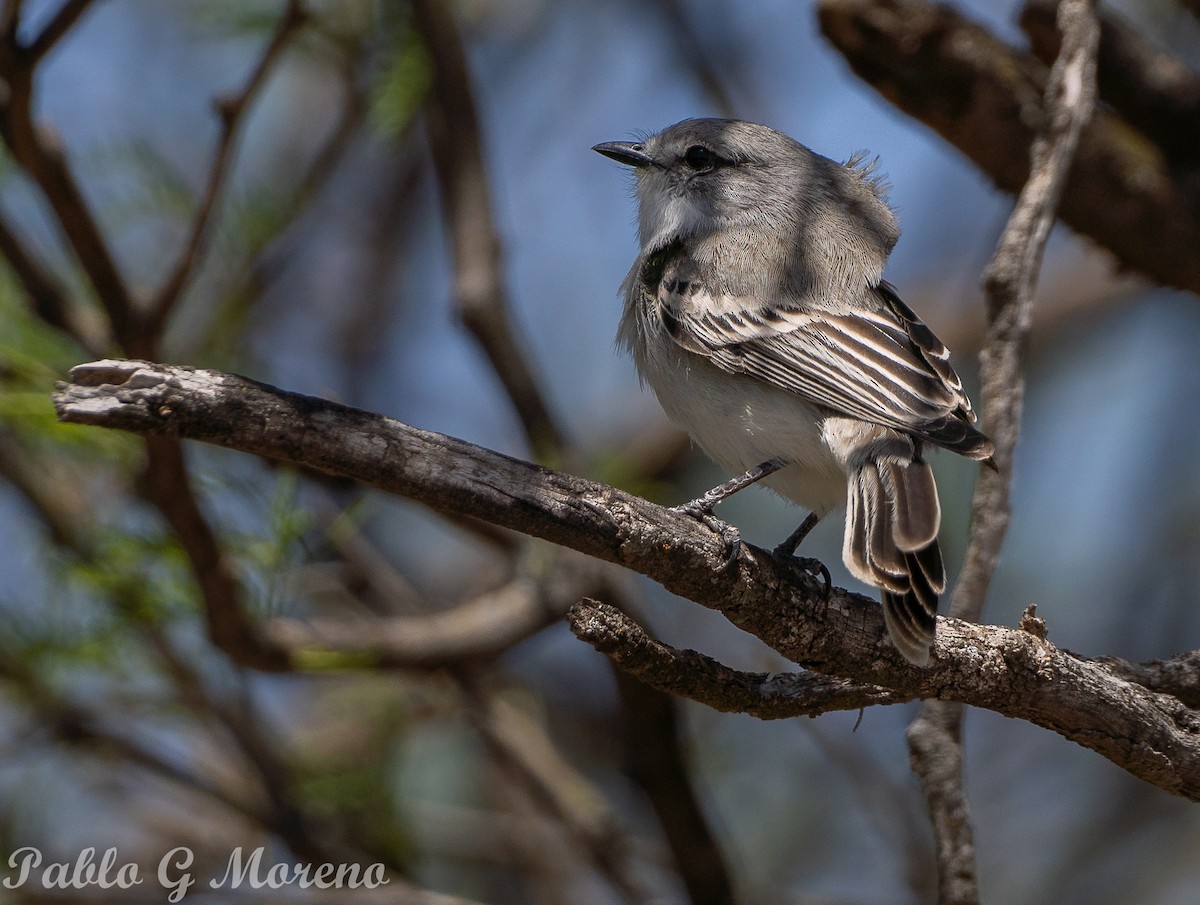 Suiriri Flycatcher - ML643533687