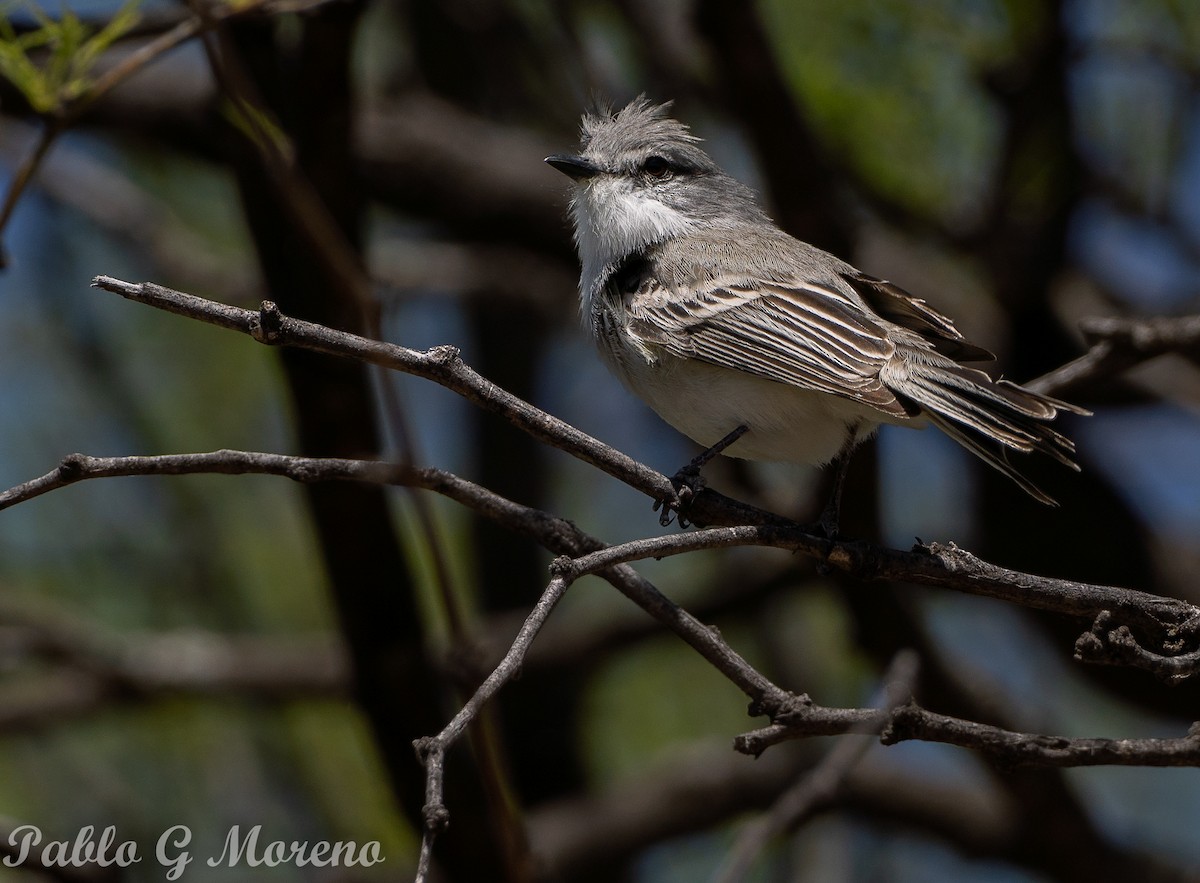 Suiriri Flycatcher - ML643533688