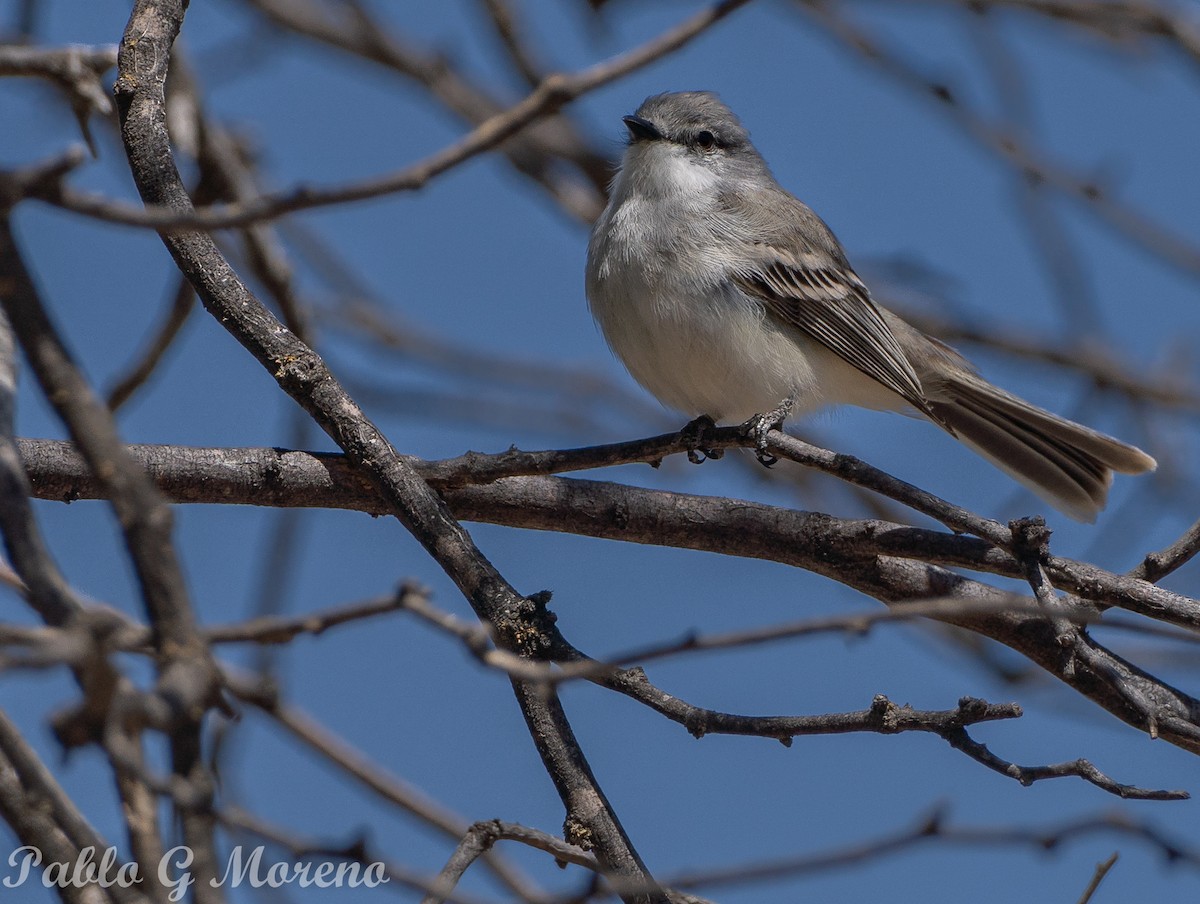Suiriri Flycatcher - ML643533689