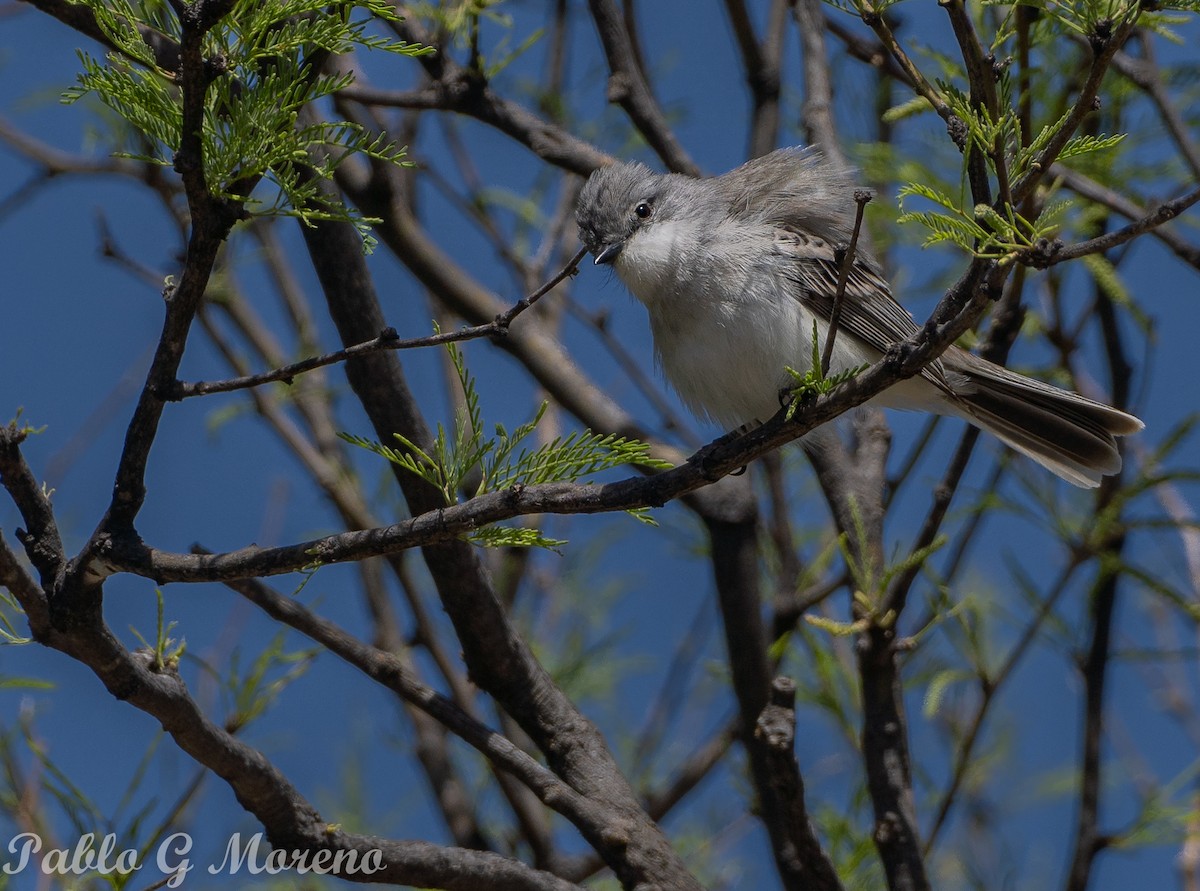 Suiriri Flycatcher - ML643533690