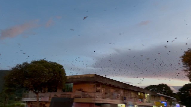 Асрын хараацай - ML643533697