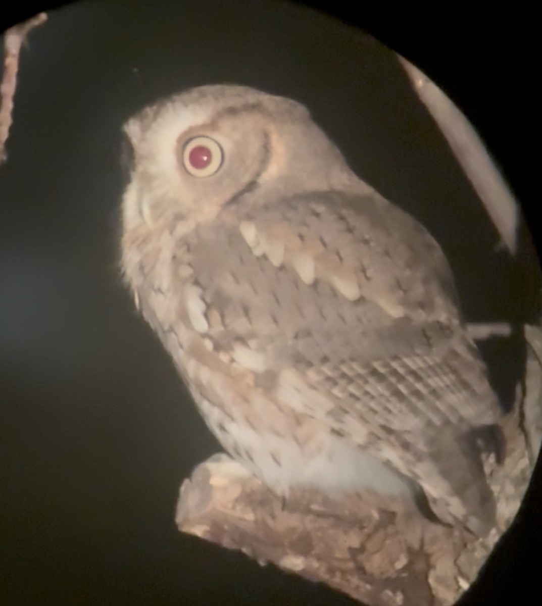 Eastern Screech-Owl - ML643533698