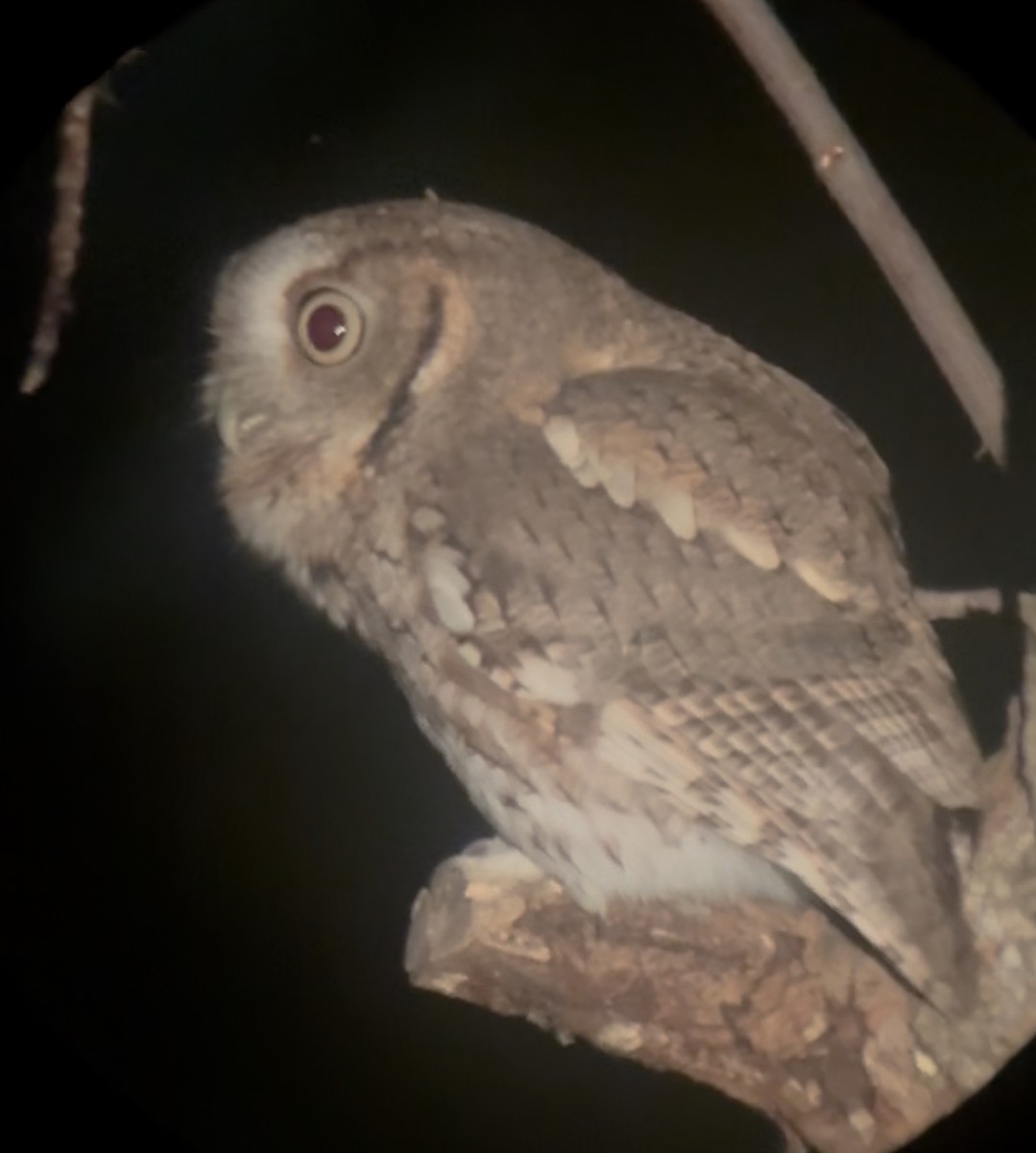 Eastern Screech-Owl - ML643533699