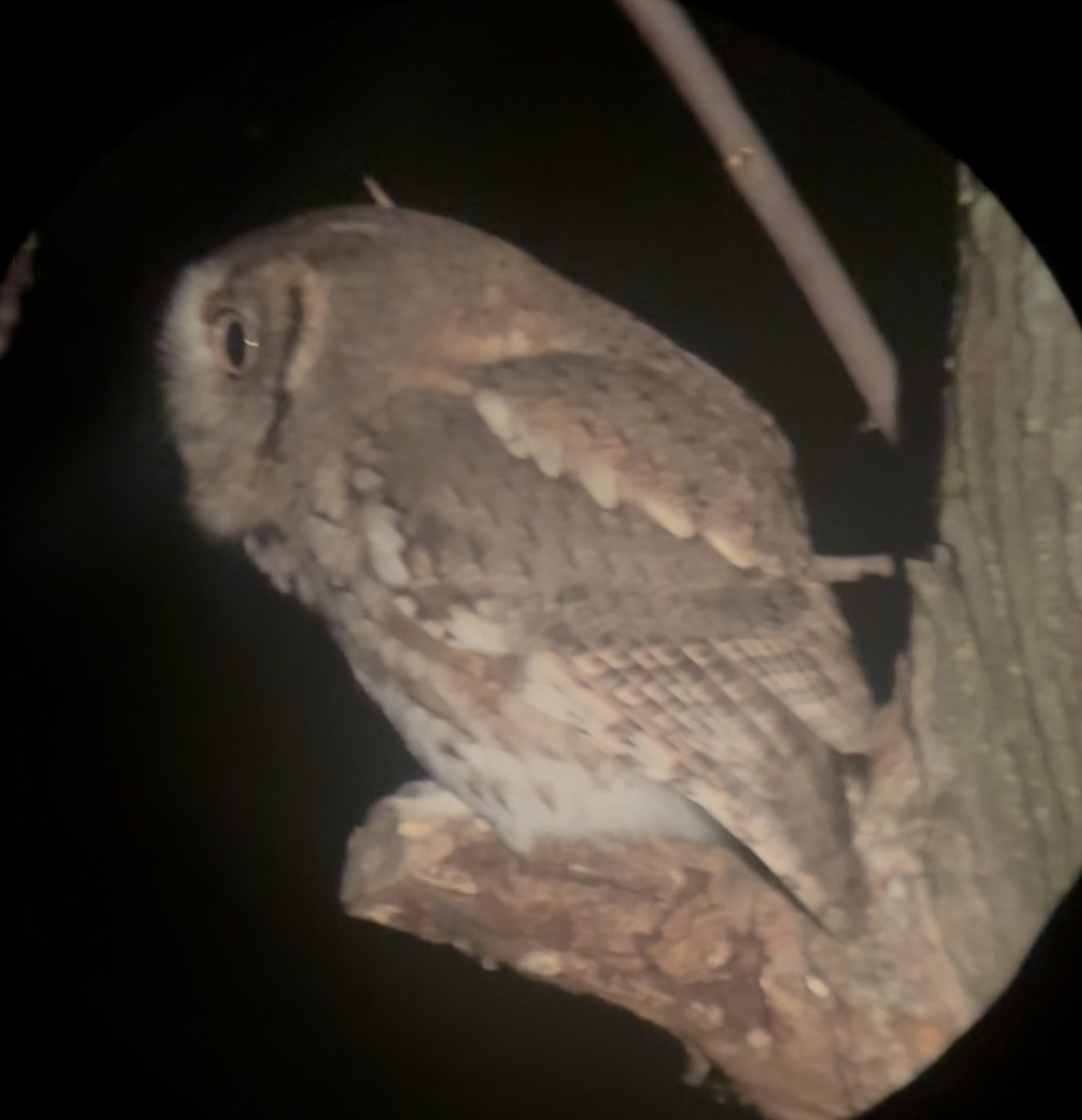 Eastern Screech-Owl - ML643533700