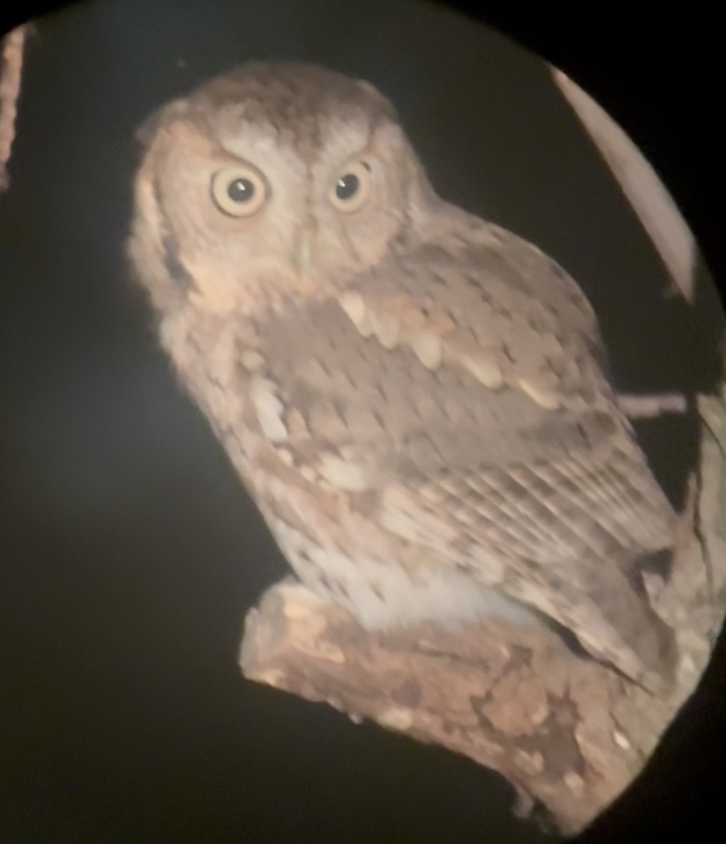 Eastern Screech-Owl - ML643533701