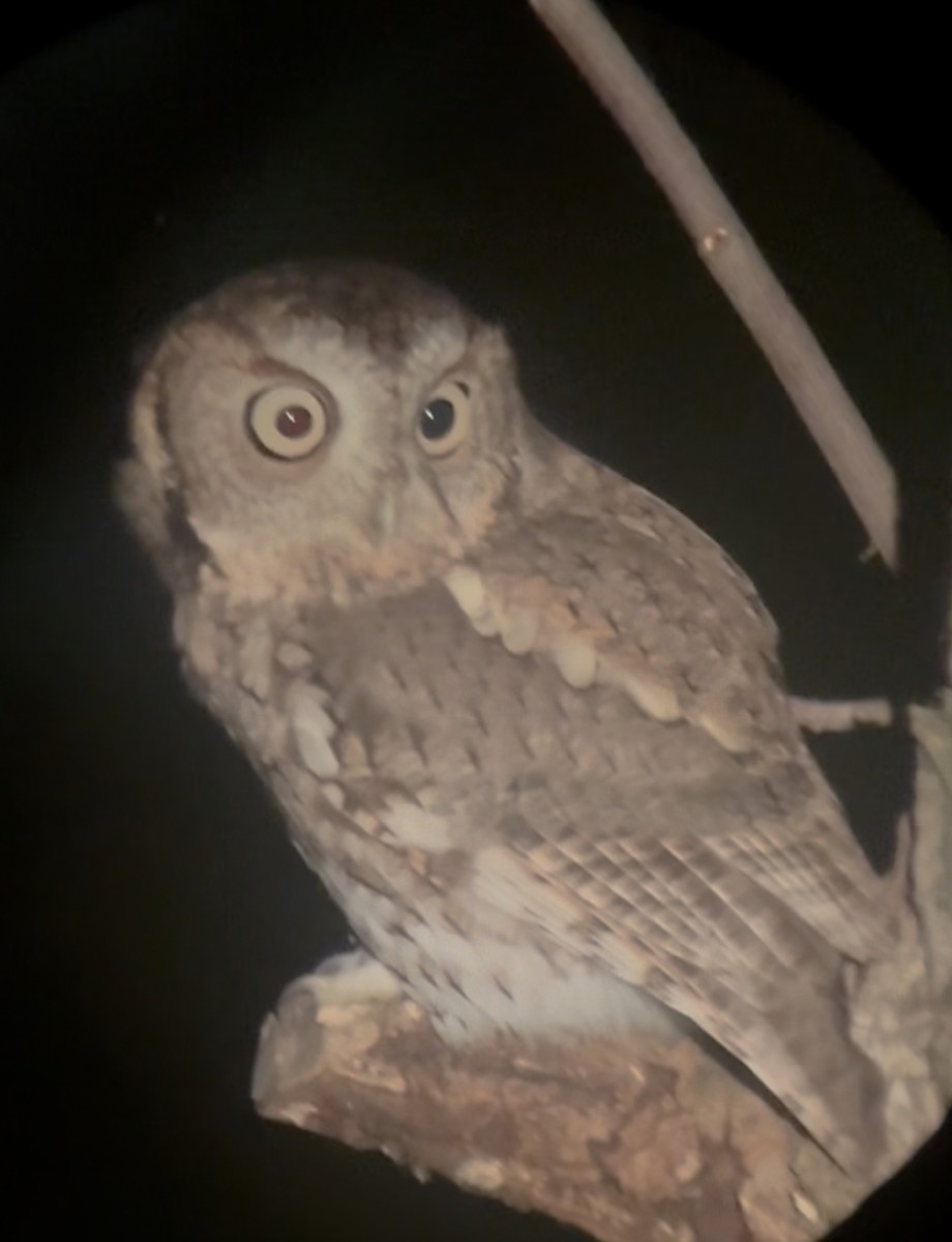 Eastern Screech-Owl - ML643533702