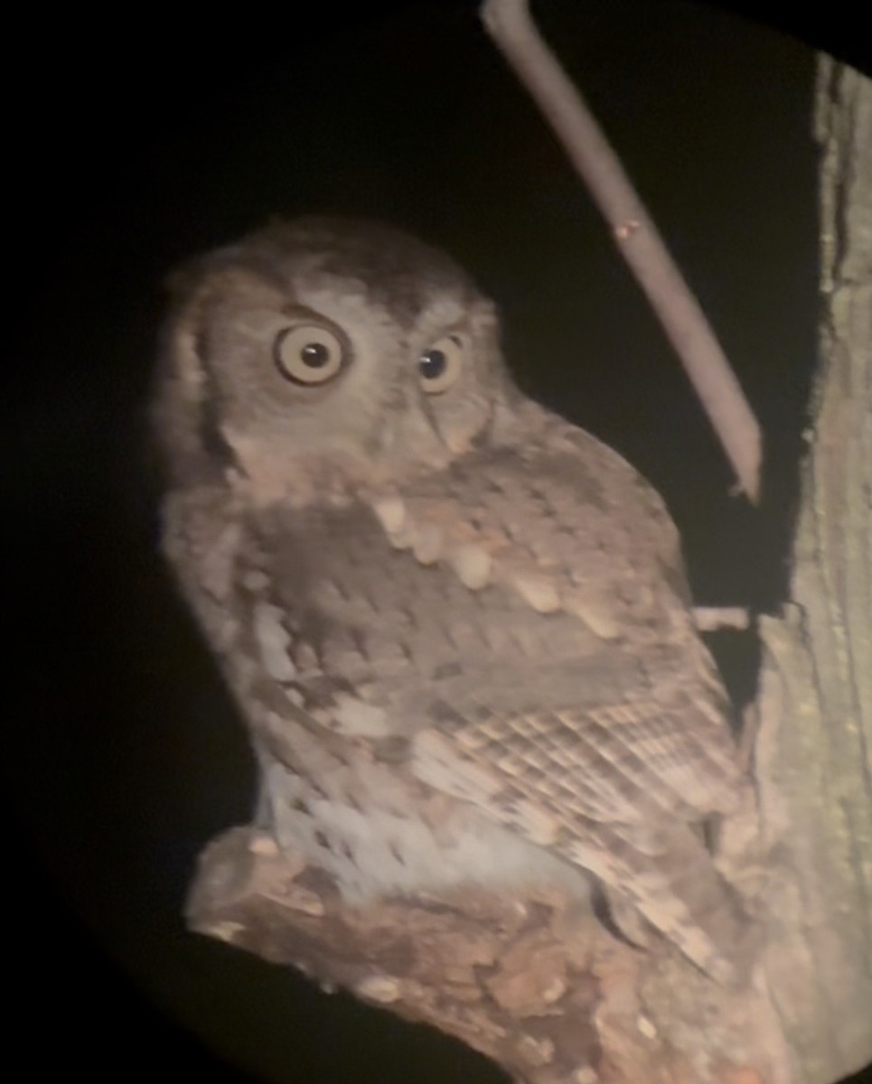 Eastern Screech-Owl - ML643533703