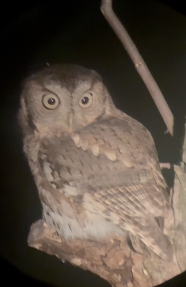 Eastern Screech-Owl - ML643533704