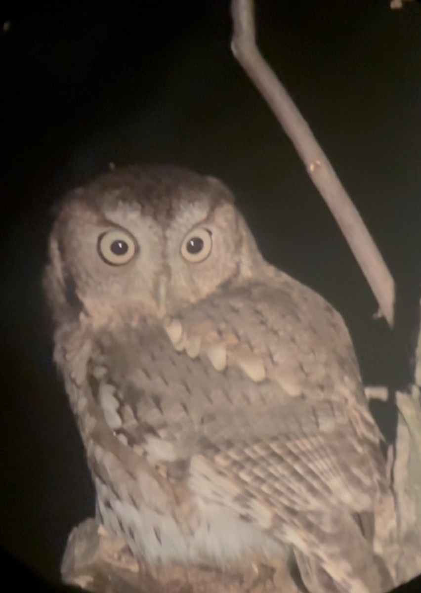 Eastern Screech-Owl - ML643533705