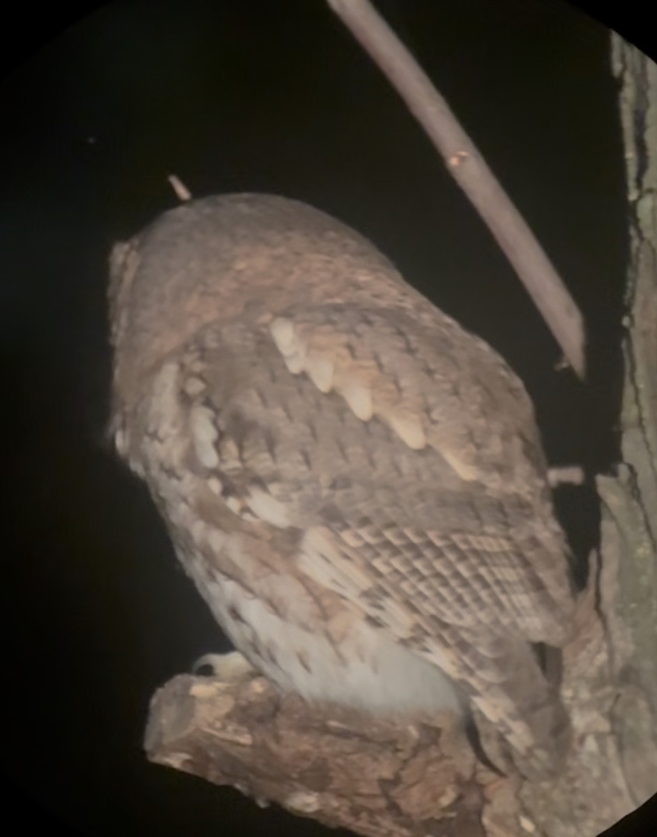 Eastern Screech-Owl - ML643533706