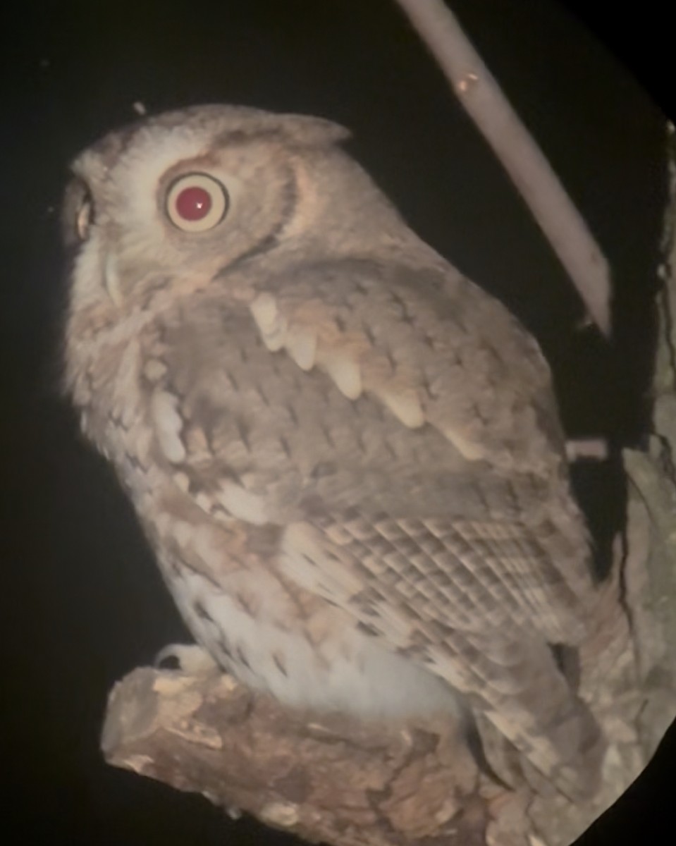 Eastern Screech-Owl - ML643533707