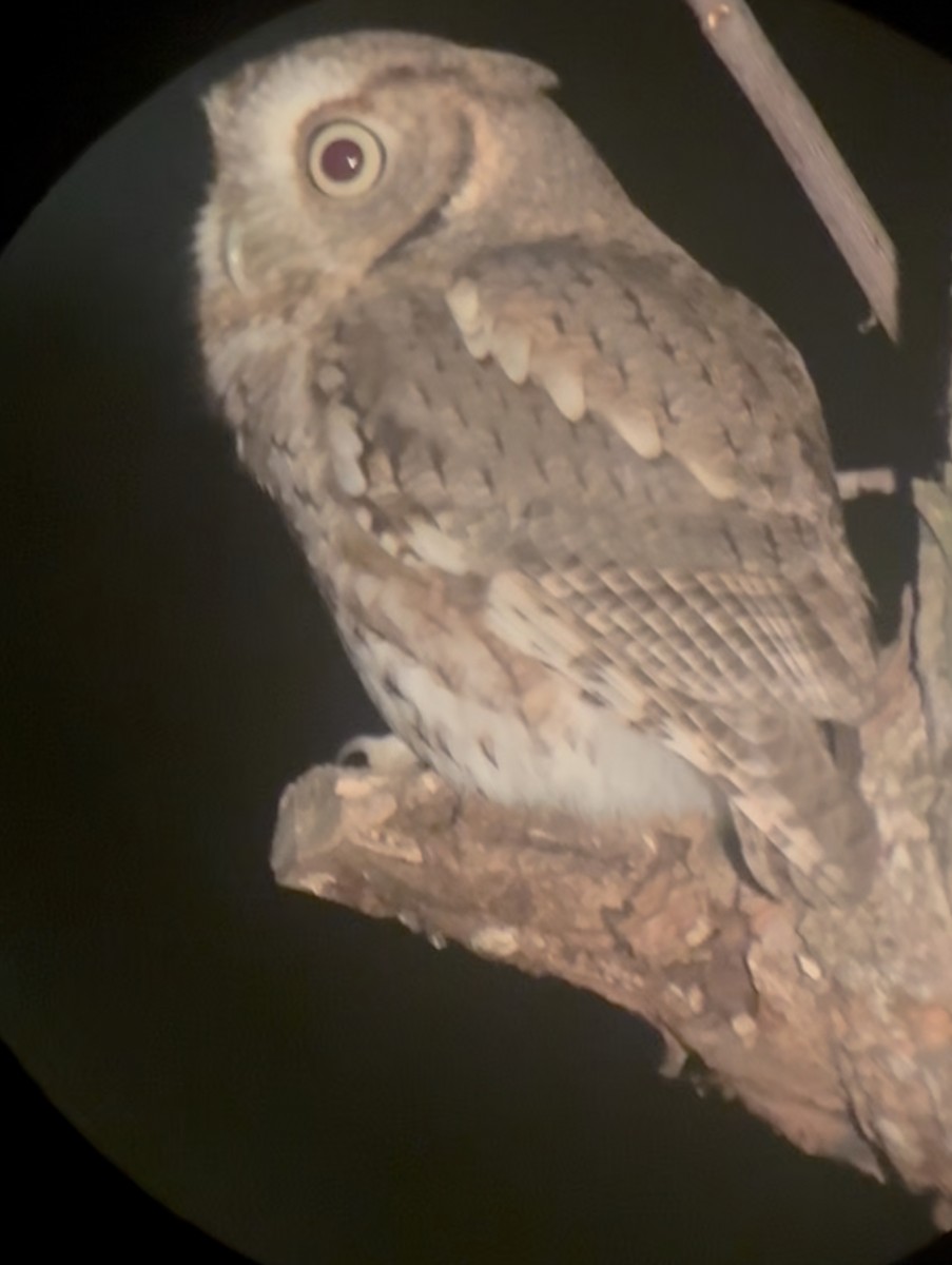 Eastern Screech-Owl - ML643533708