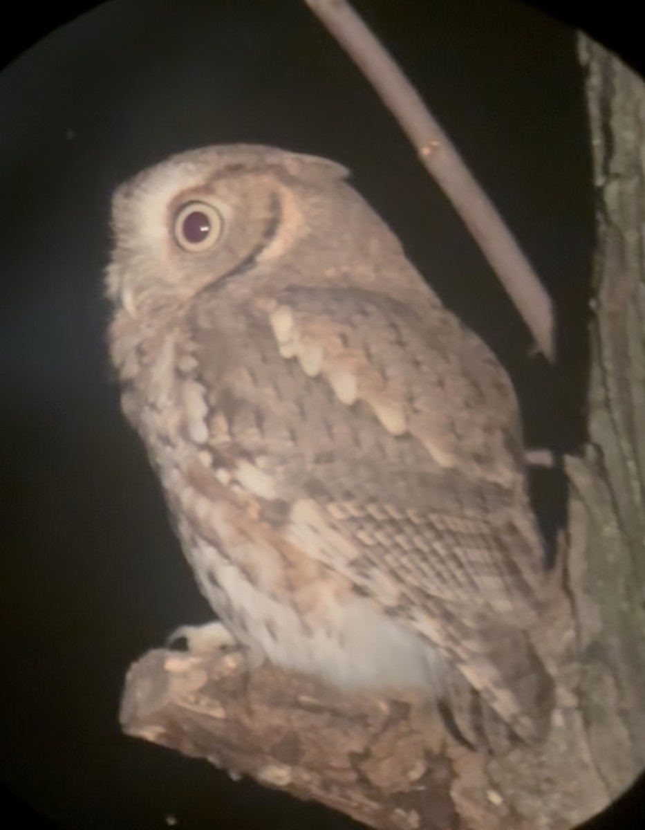 Eastern Screech-Owl - ML643533709