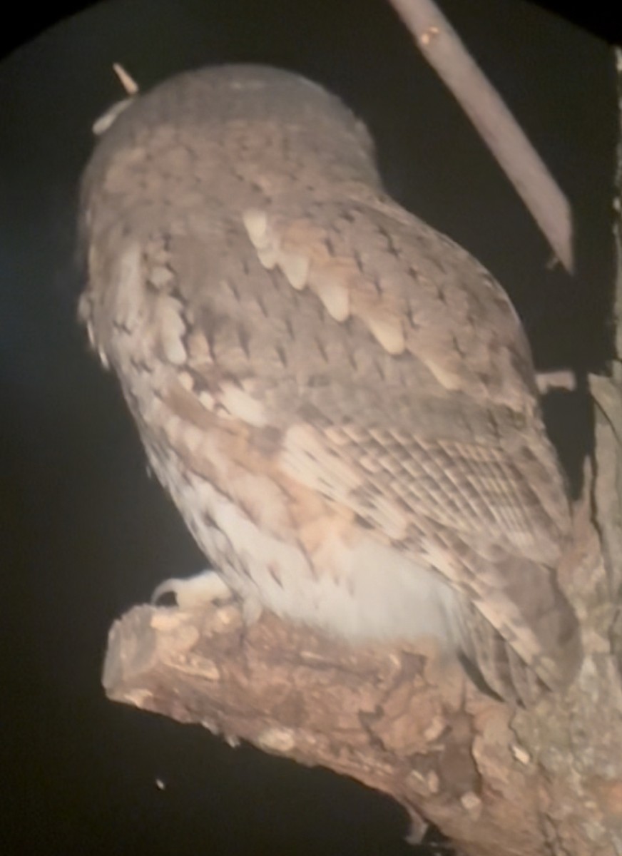 Eastern Screech-Owl - ML643533710