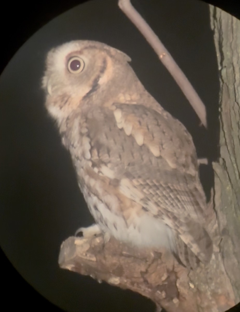 Eastern Screech-Owl - ML643533711