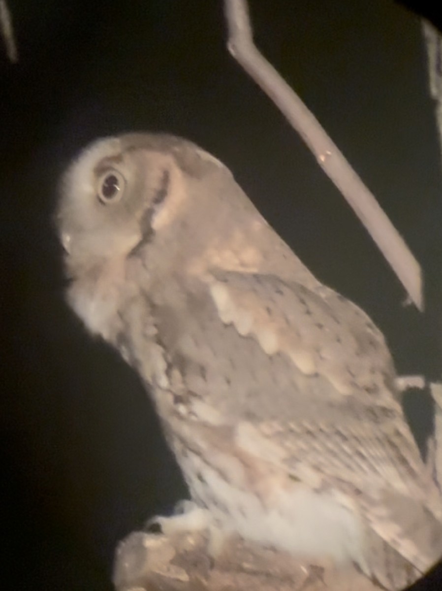 Eastern Screech-Owl - ML643533712