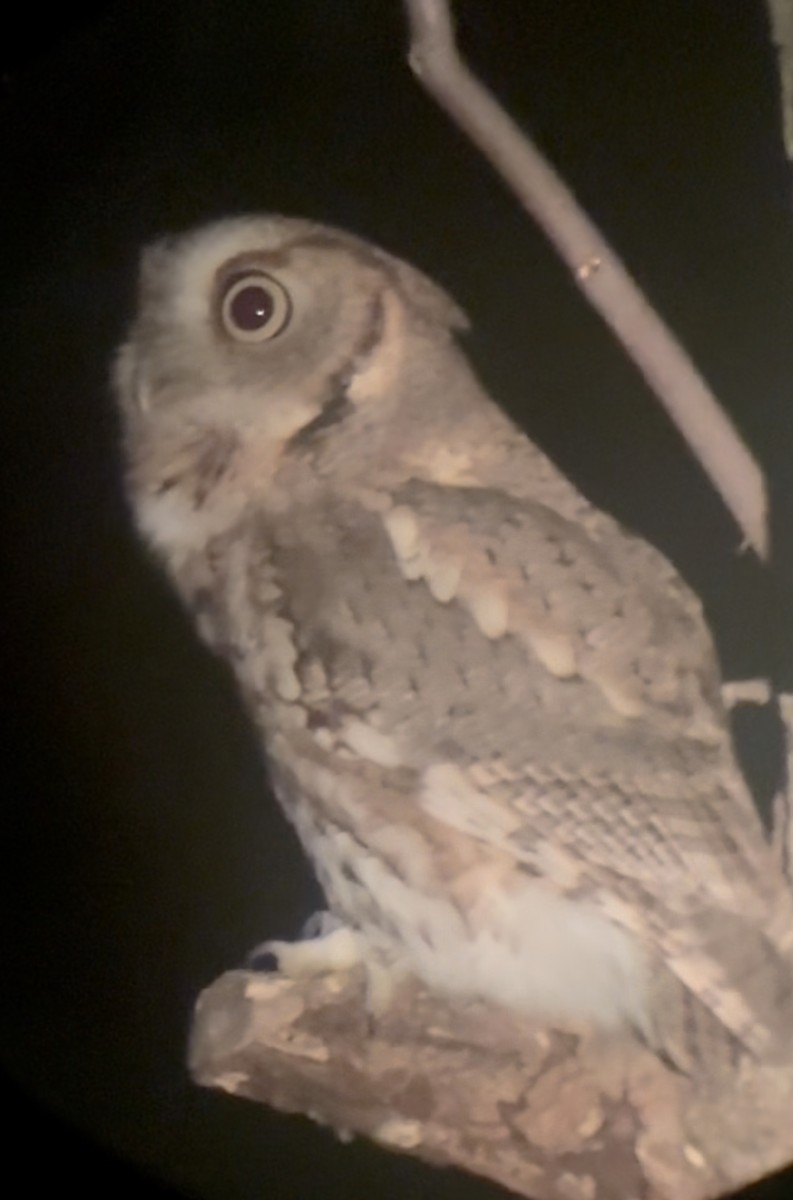Eastern Screech-Owl - ML643533713