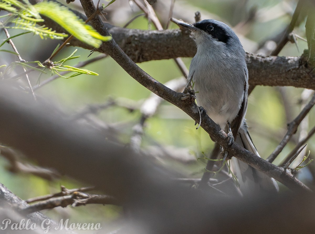 Masked Gnatcatcher - ML643533714