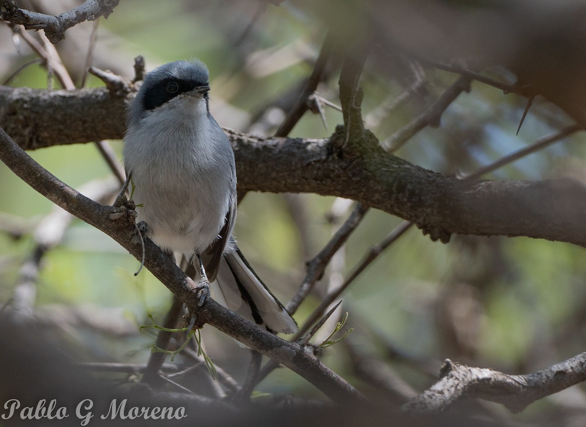 Masked Gnatcatcher - ML643533715