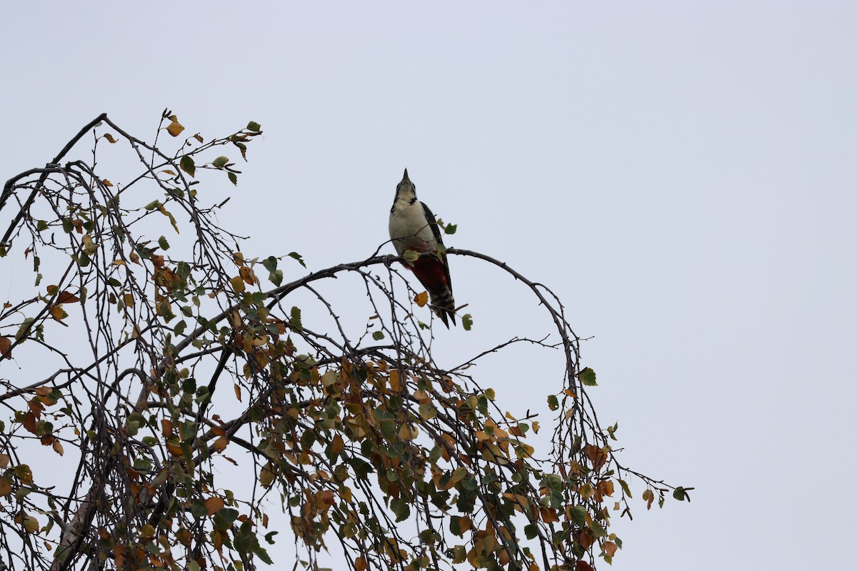 アカゲラ - ML643533726