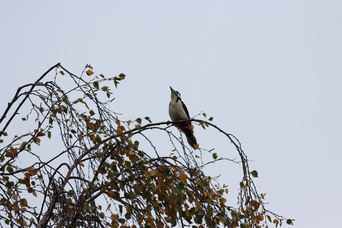 アカゲラ - ML643533727