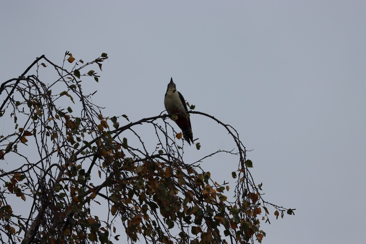 アカゲラ - ML643533729