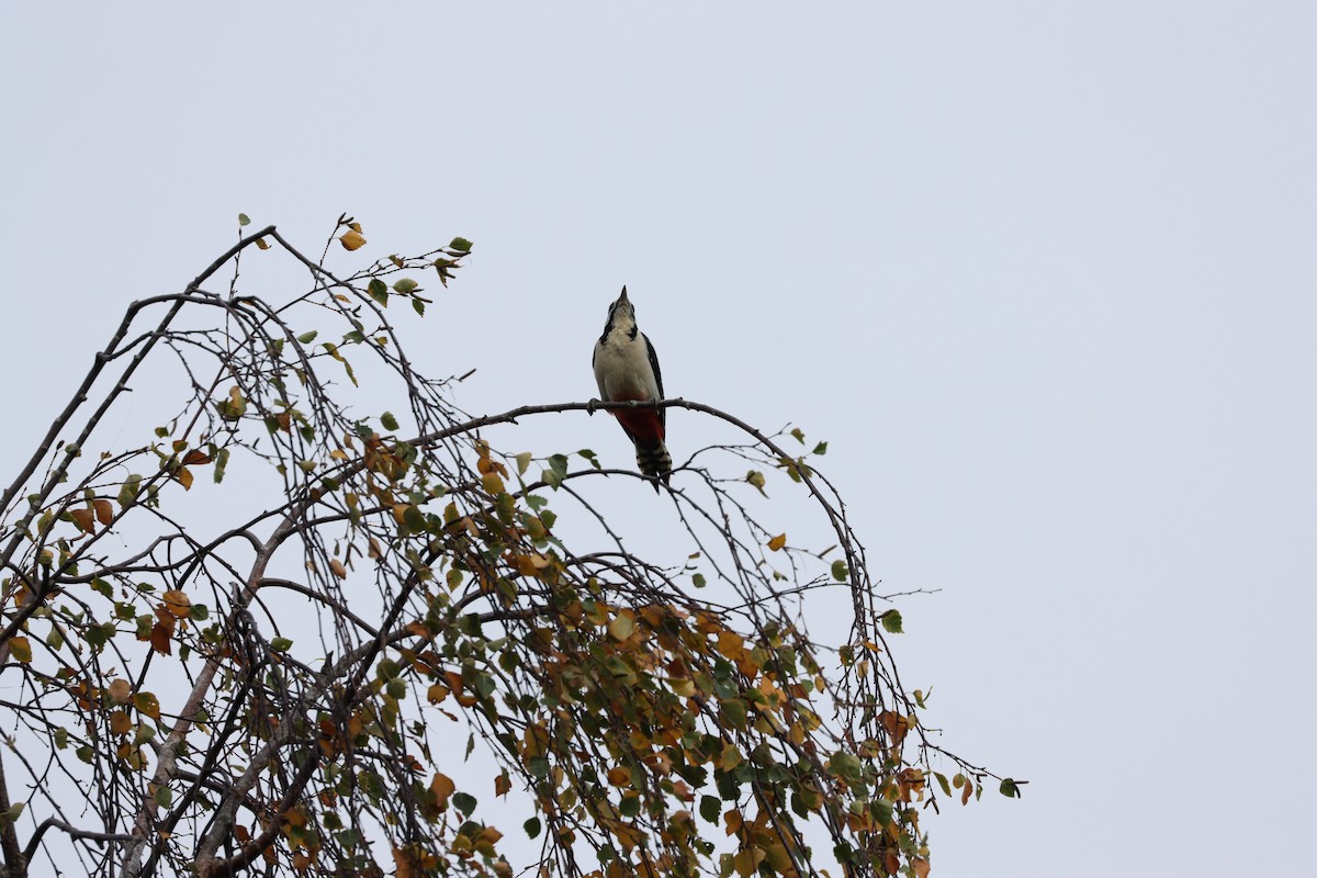 アカゲラ - ML643533730
