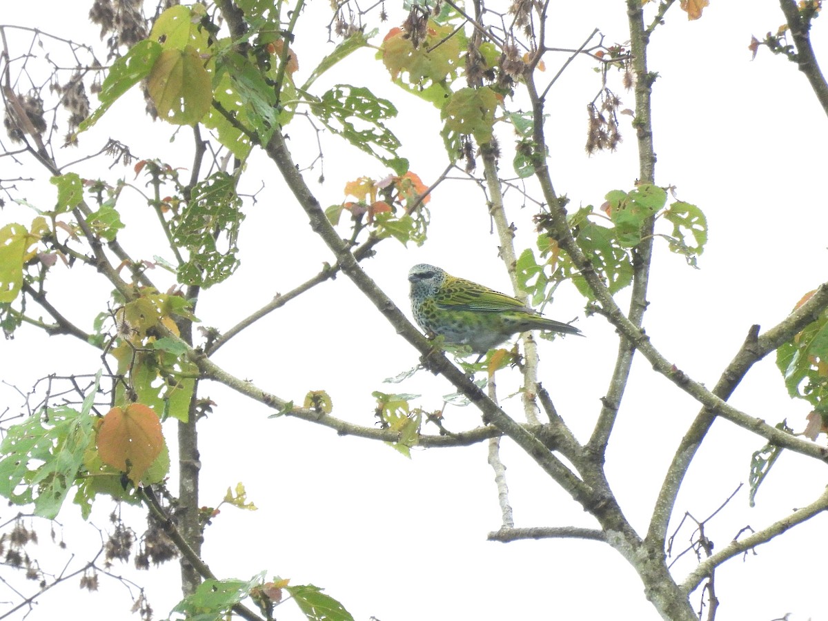 Spotted Tanager - ML643533735