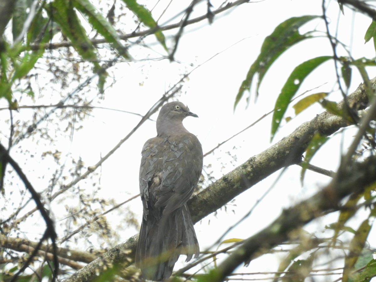 Plumbeous Pigeon - ML643533738