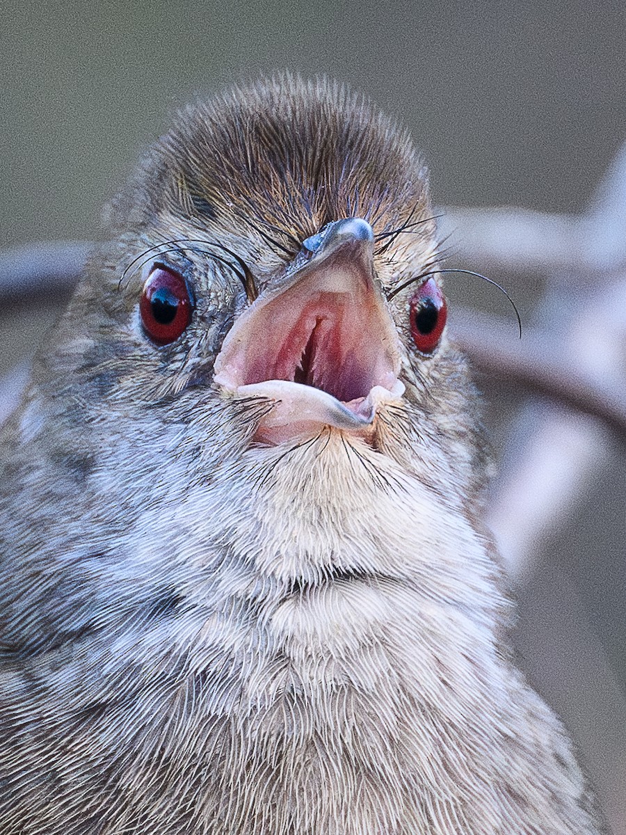 Eastern Bristlebird - ML643533752