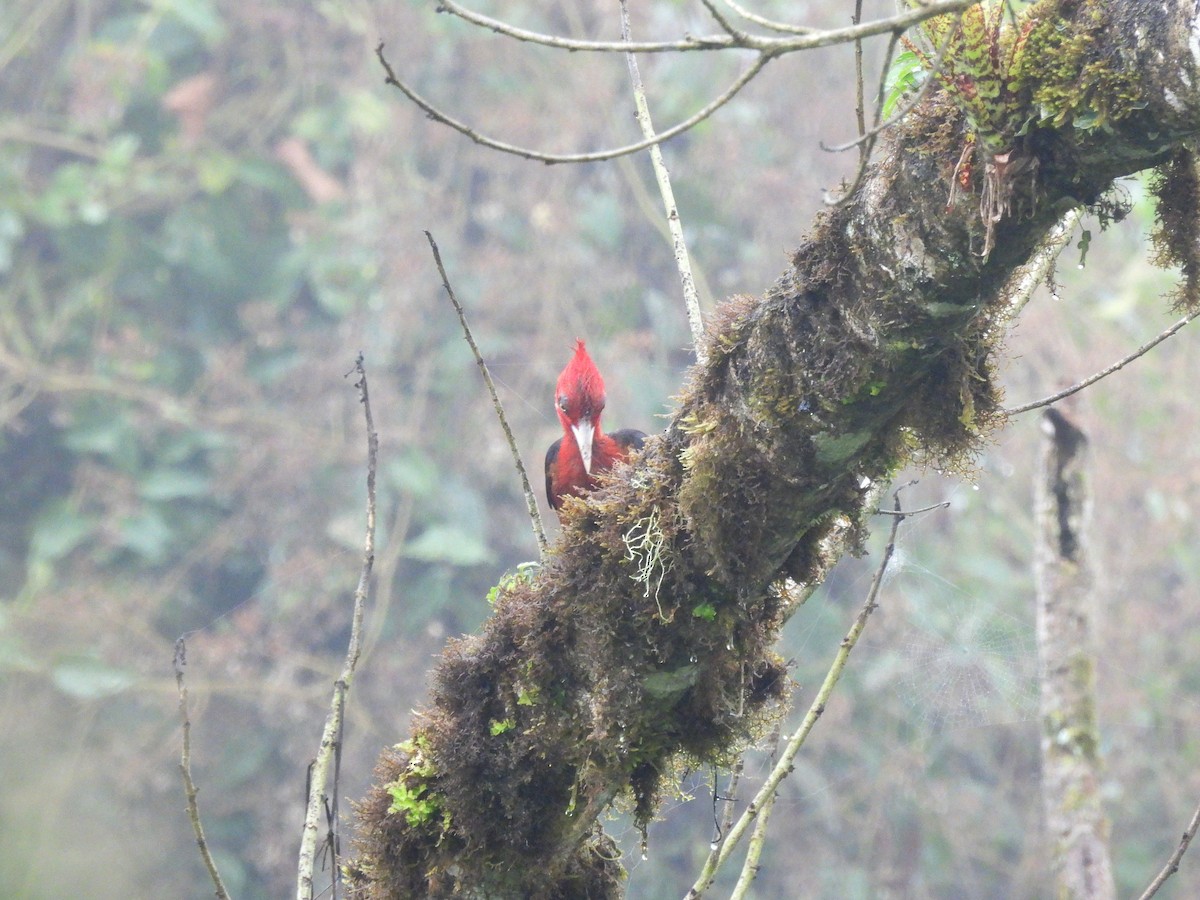 Красношейный дятел - ML643533754