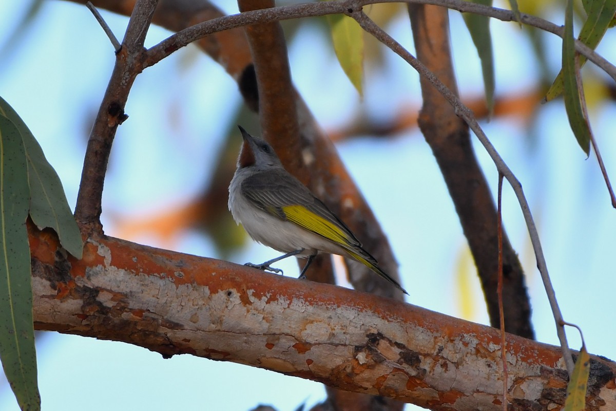 Rufous-throated Honeyeater - ML643533756