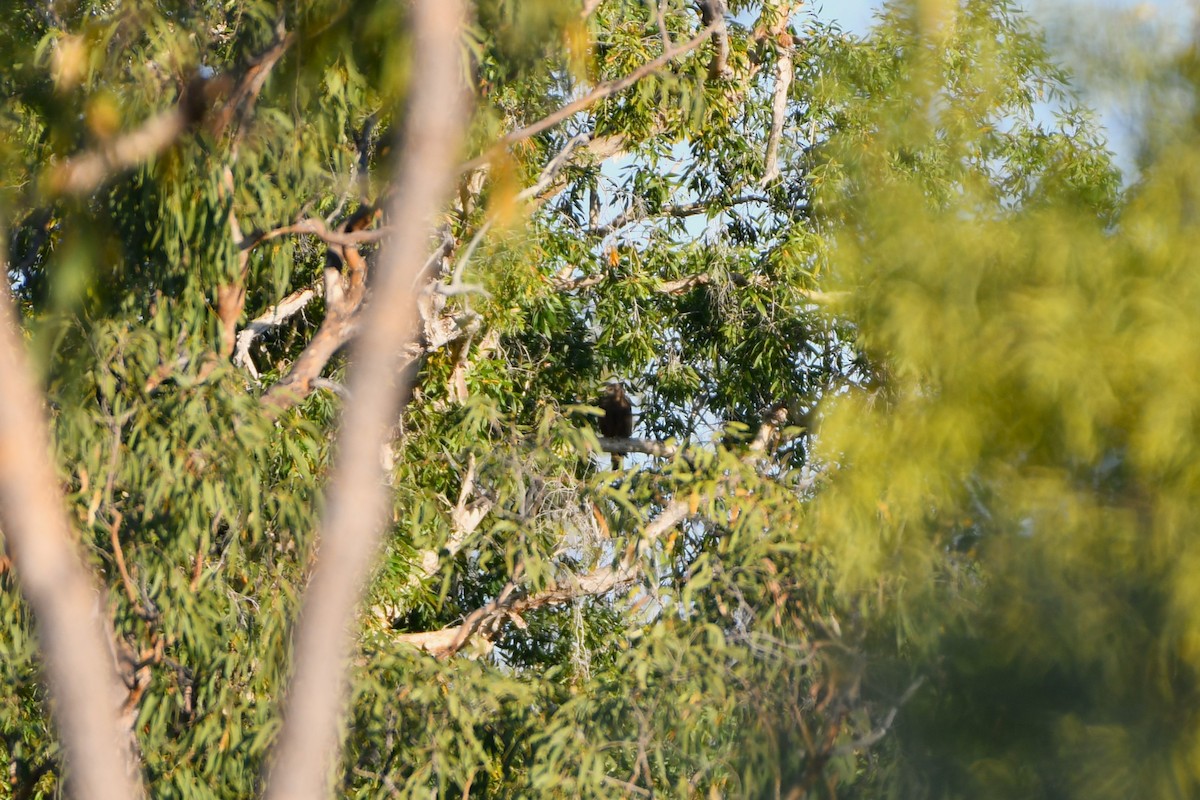 דיה שחורה (מערבית) - ML643533764