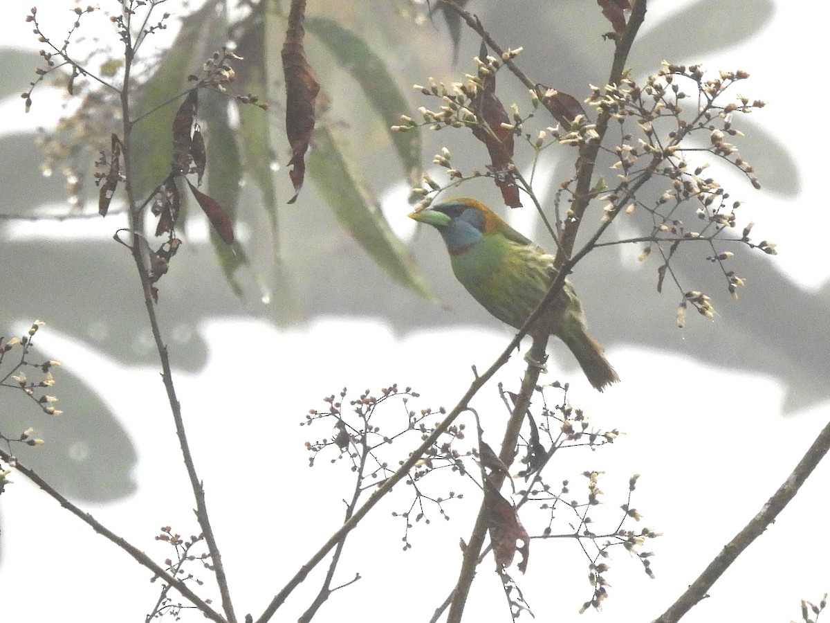 Versicolored Barbet - ML643533774