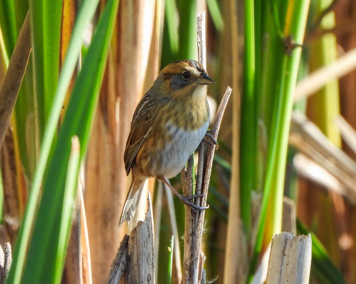 Nelson's Sparrow - ML643533777