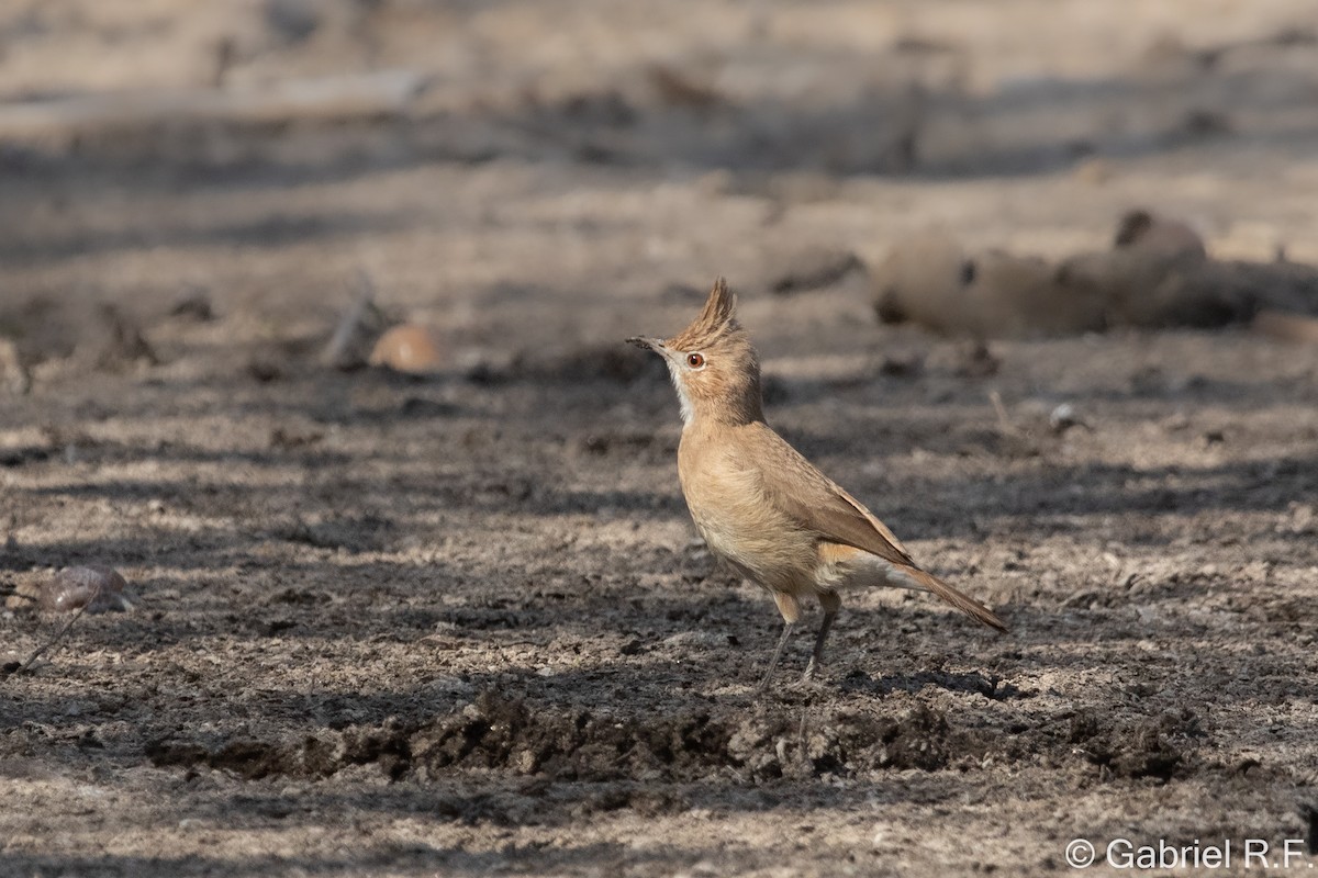 Crested Hornero - ML643533780