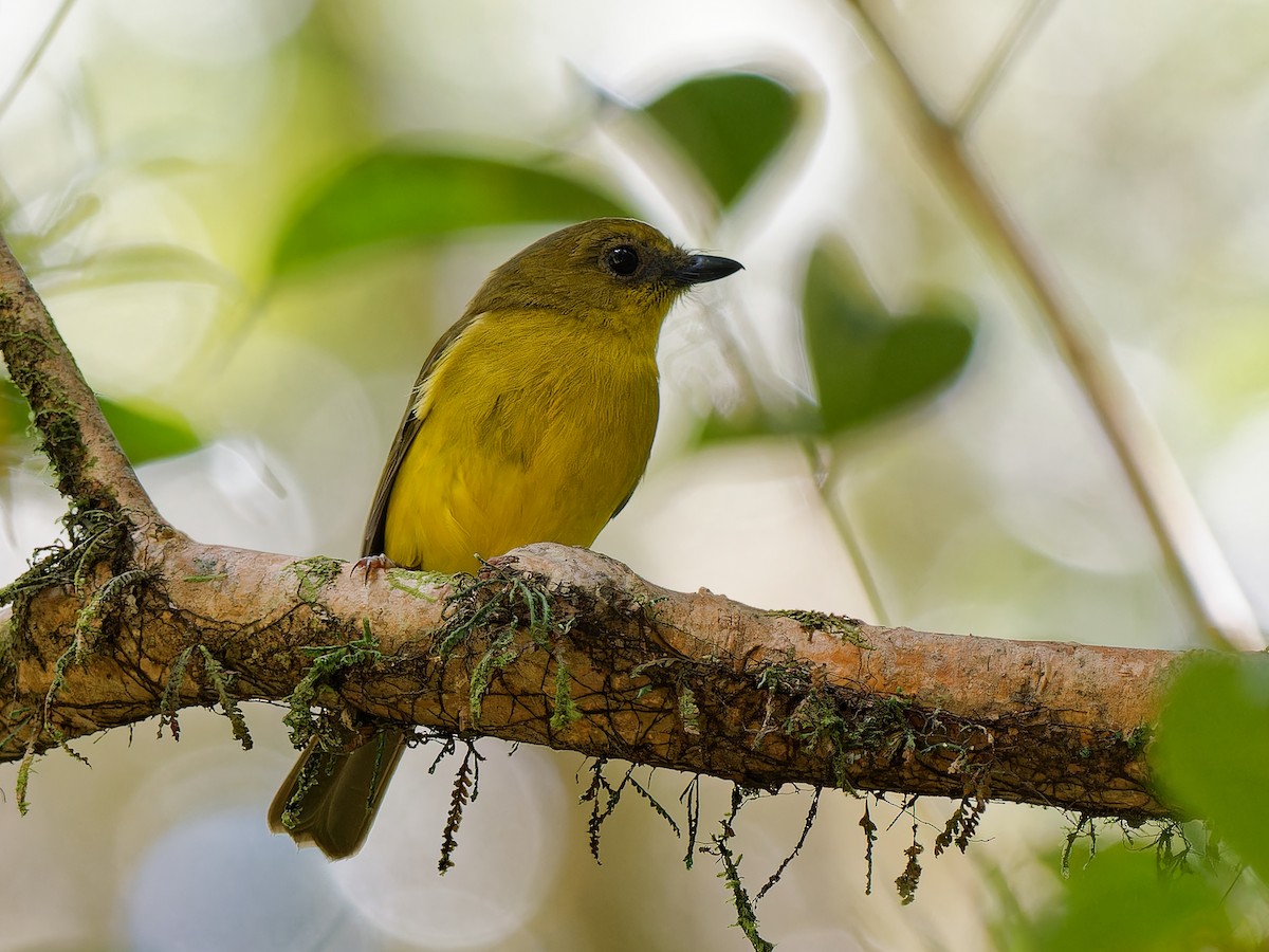 Bornean Whistler - ML643533789