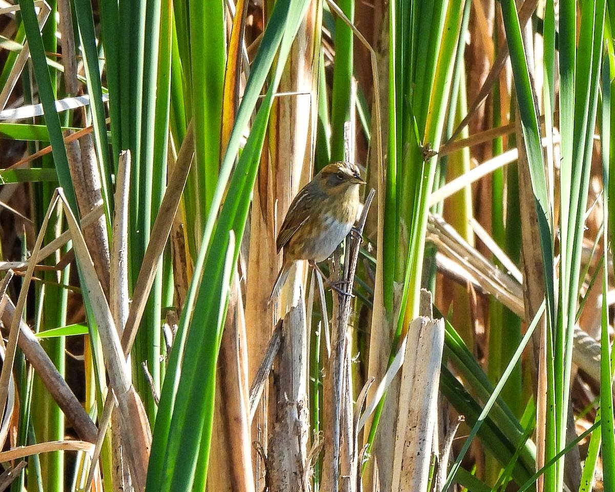 Nelson's Sparrow - ML643533792