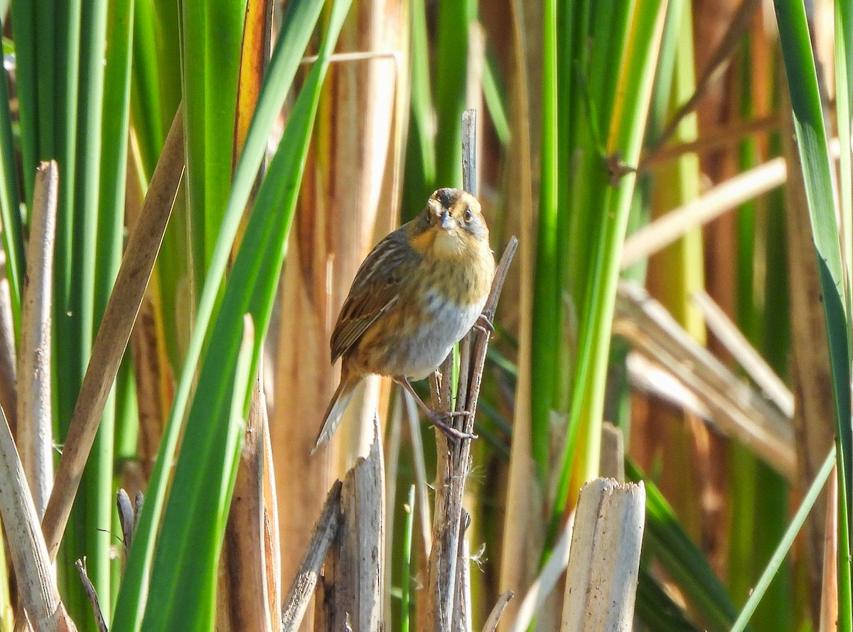 Nelson's Sparrow - ML643533793
