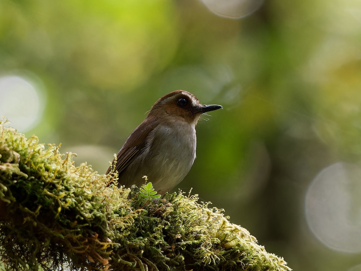 Eyebrowed Jungle Flycatcher - ML643533795