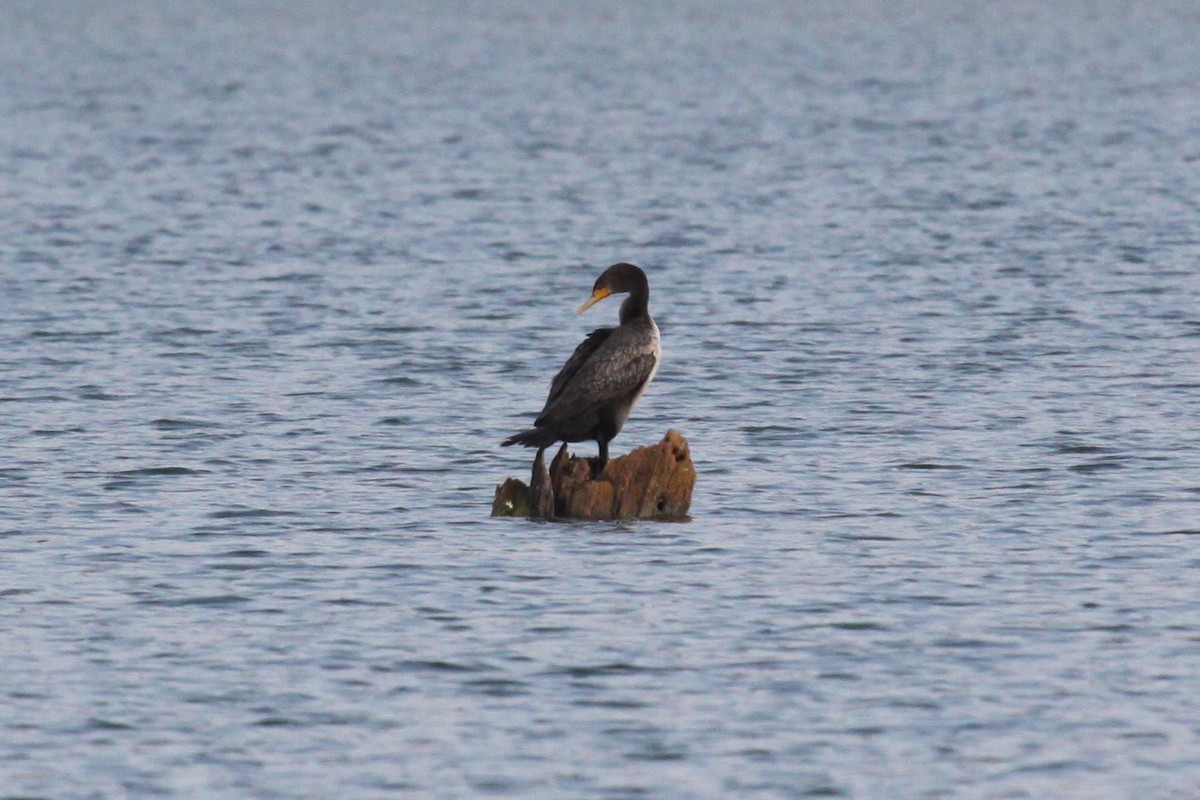 Double-crested Cormorant - ML643533796