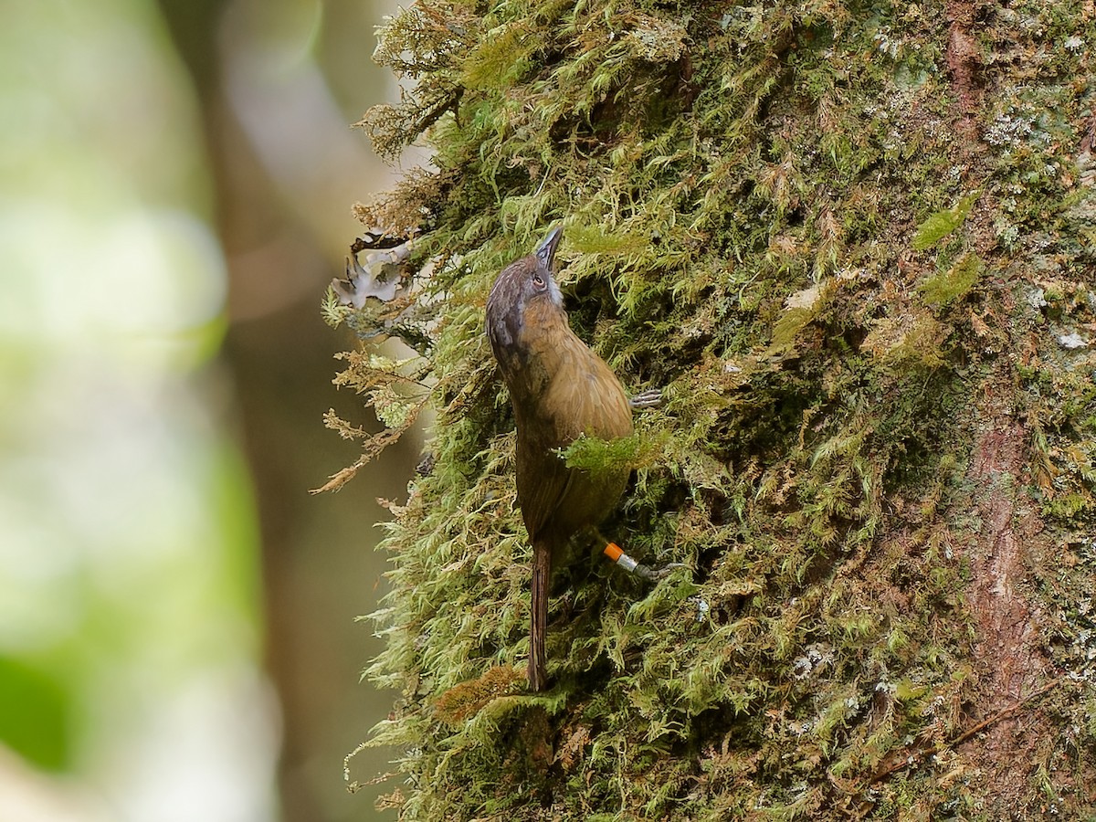 Gray-throated Babbler - ML643533797