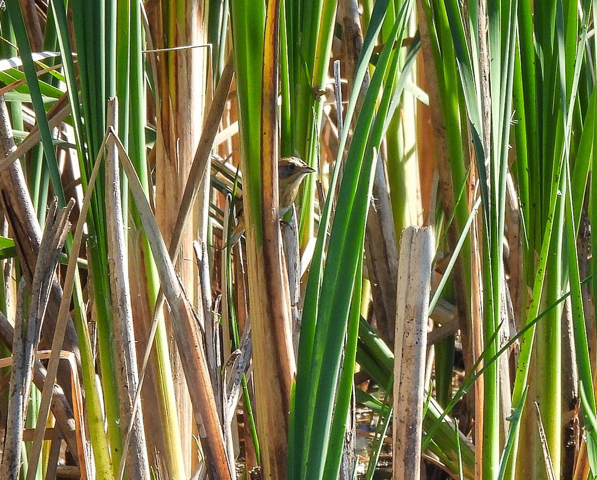 Nelson's Sparrow - ML643533801