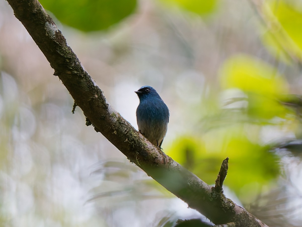 Indigo Flycatcher - ML643533804