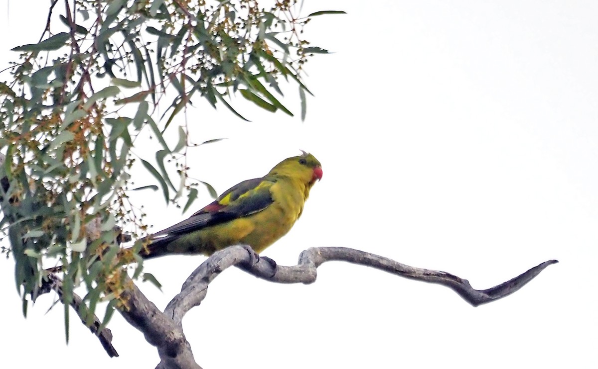 Regent Parrot - ML643533805