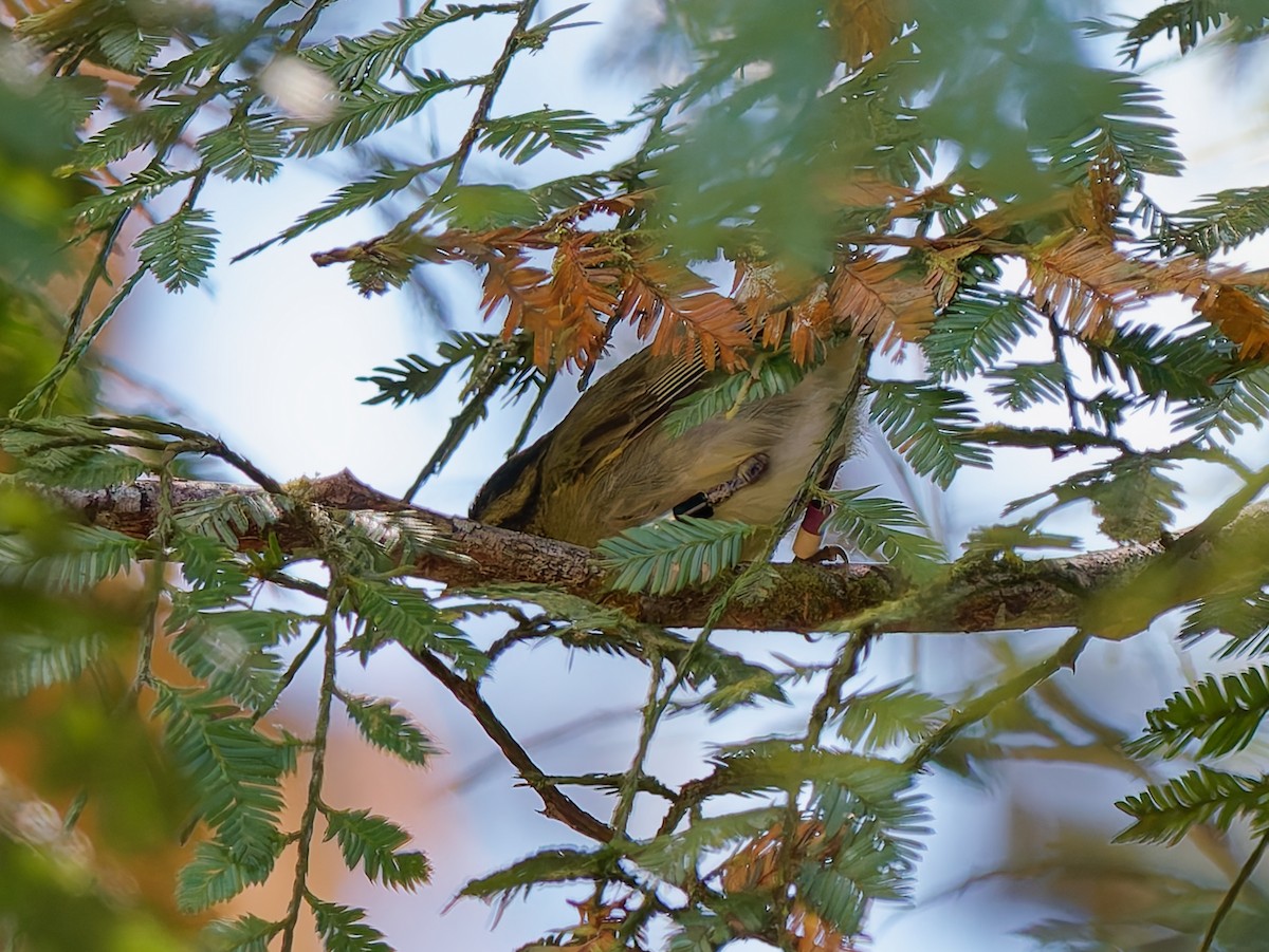 Mountain Leaf Warbler - ML643533807